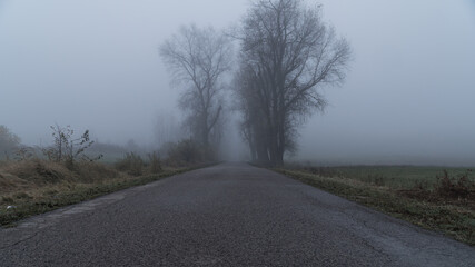 Droga we mgle otoczona drzewami.