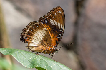 butterfly in garden