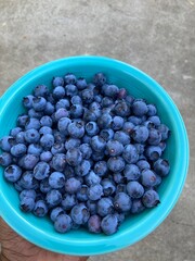 blueberries in a bowl