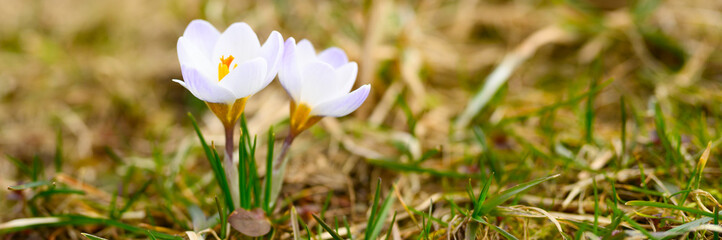 flowers crocuses in full blossom, white lilac color, grow on the withered grass. the first spring flowers in nature outdoor. banner