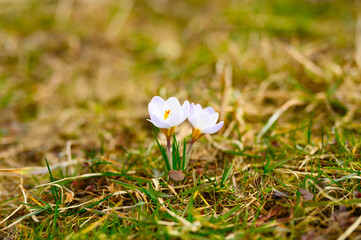 flowers crocuses in full blossom, white lilac color, grow on the withered grass. the first spring flowers in nature outdoor