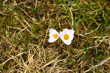flowers crocuses in full blossom, white lilac color, grow on the withered grass. the first spring flowers in nature outdoor. top view