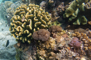 Fototapeta na wymiar Coral reef scenery at Bunaken Island, Sulawesi, Indonesia