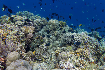 Coral reef scenery at Bunaken Island, Sulawesi, Indonesia