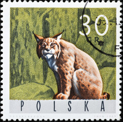 Lynx on polish postage stamp