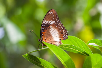 Obraz na płótnie Canvas butterfly in garden
