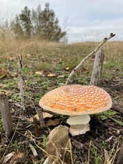 mushroom in the forest