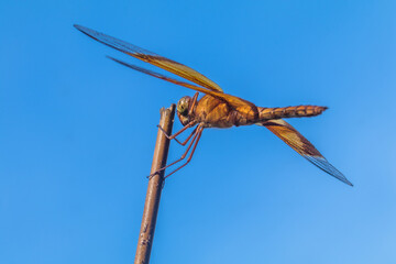dragonfly perched on branch