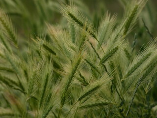 Close up of ears of barley (Hordeum vulgare) on the field