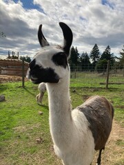 lama on a farm