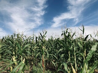 corn field with sky