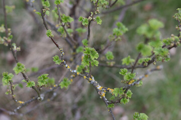 Selective focus, high angle view of a blooming leaves on a tree