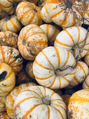 pile of pumpkins