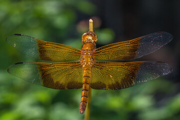 dragonfly perched on branch