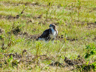 Red-Tailed Hawk Bird of Prey Raptor Sitting on the Ground of a Field Looks Up to the Side While Hunting for Prey in the Grass