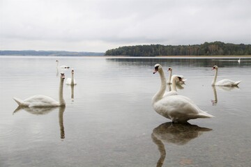 swans