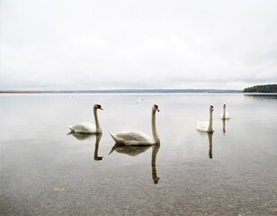 swan on the lake