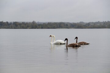 family of swans
