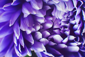  Flowers. Beautiful violet Aster in the garden on a summer day. Texture. Macro