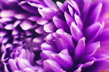  Flowers. Beautiful violet Aster in the garden on a summer day. Texture. Macro