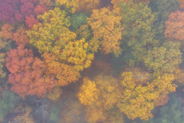 Autumn trees on a foggy day 
