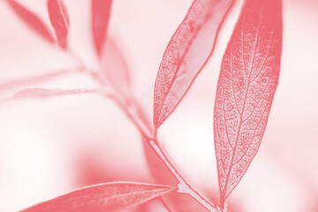 Background. Macro branch with leaves. Pink filter. Blur
