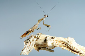 Deroplatys trigonodera mantis