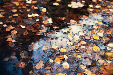 Fall leaves in  water, floating autumn leaf. Season leaves in rain puddle.  October weather, november nature background. Beautiful reflection in water
