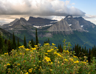 Fototapeta premium Yellow Wildflowers in front of Montana mountains