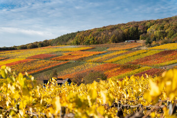 Hiking in the Ahr valley on a sunny autumn day on the red wine trail