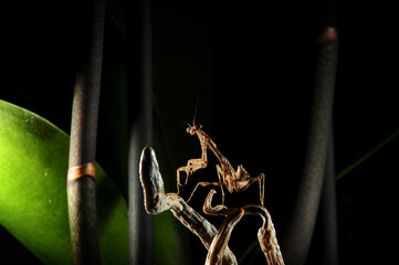 Deroplatys trigonodera mantis - obrazy, fototapety, plakaty