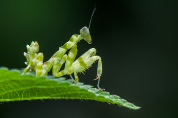 the small flower mantis