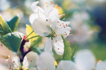 Macro photography. Pear flower on a warm spring day in the Park.Background. The main object out of focus