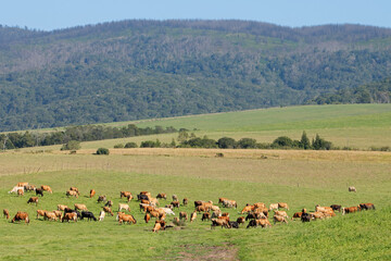 Dairy cows grazing on lush green pasture of a rural farm, South Africa. © EcoView