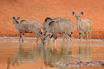 Kudu antelopes (Tragelaphus strepsiceros) drinking at a waterhole, Mokala National Park, South Africa.