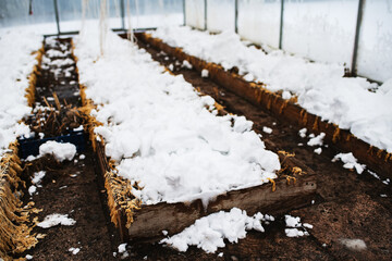 Polycarbonate greenhouse at the end of winter.Snow scattered in the greenhouse to moisten the soil. 