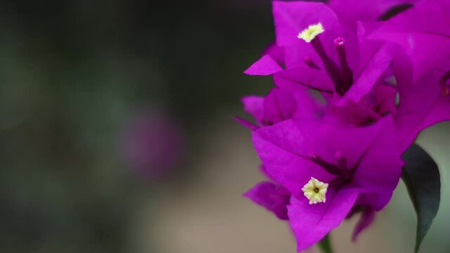 Flores moradas y  violetas
