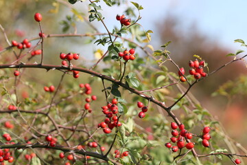 Rosehip bush
