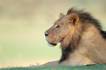 Portrait of a big male African lion (Panthera leo), Kalahari desert, South Africa.