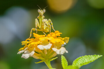 the small flower mantis