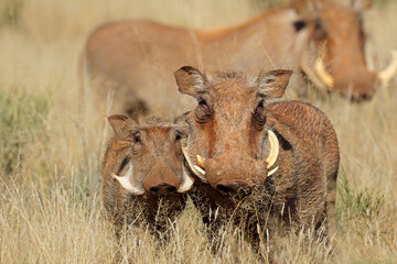Warthogs (Phacochoerus africanus) in natural habitat, South Africa.