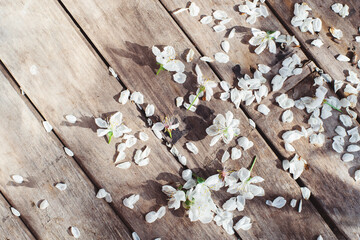 Spring. Cherry blossom. Cherry petals and flowers on a wooden table on a Sunny day.
