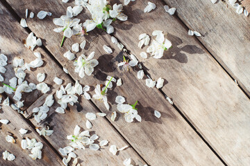 Spring. Cherry blossom. Cherry petals and flowers on a wooden table on a Sunny day.
