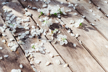 Spring. Cherry blossom. Cherry petals and flowers on a wooden table on a Sunny day.
