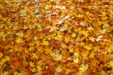 Unterwegs im bunten Herbstwald