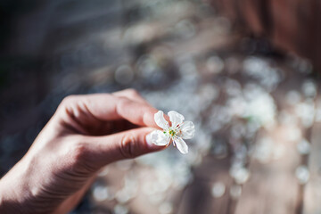 Spring. Cherry blossom. Cherry petals and flowers on a wooden table on a Sunny day. Woman holding in the hands cherry's petals. 