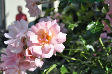 Baden Baden walk (Germany)