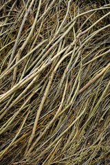 Background image of tight bare vines