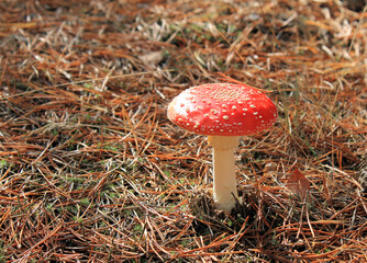 Fliegenpilze im Herbstwald