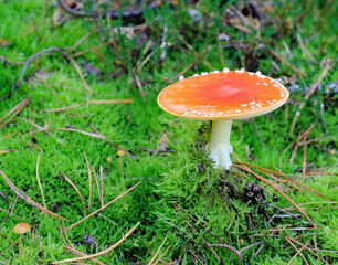 Fliegenpilze im Herbstwald